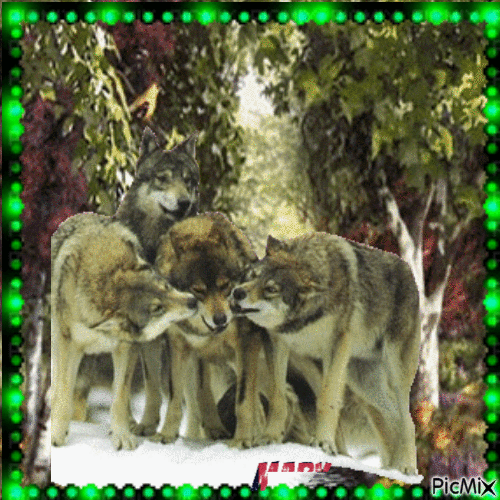 Le monde des loups - Darmowy animowany GIF