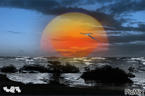 Le soleil et l'oiseau de mer. - Bezmaksas animēts GIF