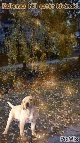 kutya - Besplatni animirani GIF