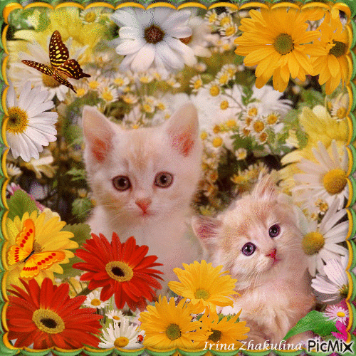 Les chatons en les fleurs - GIF animé gratuit