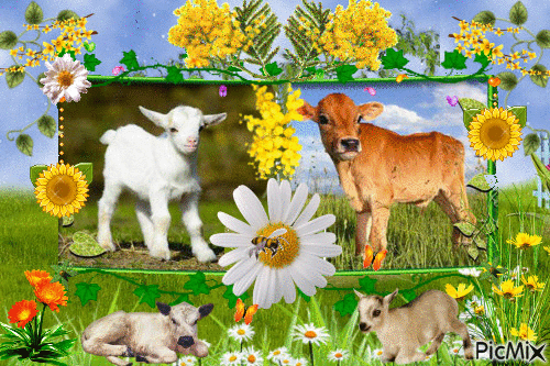 chèvres et veau - Free animated GIF