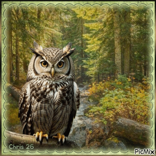 CONTEST .. 🦉THE  OWL🦉 - Free animated GIF