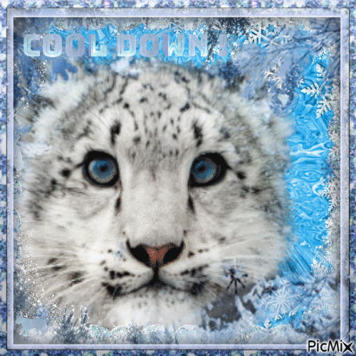 Snow Leopard says Cool 🆒️ down  ! - Darmowy animowany GIF