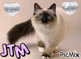 jtm chat magnifique♥ - Ilmainen animoitu GIF