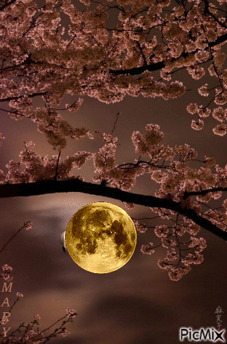 Noche de Luna - Gratis geanimeerde GIF
