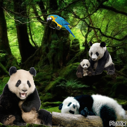 Pandas - Gratis geanimeerde GIF