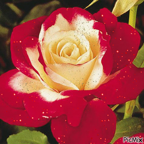 ruže - Безплатен анимиран GIF