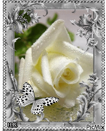 White rose. - GIF animado grátis