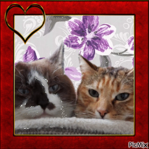 cats couple - Free animated GIF
