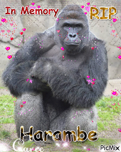 RIP HARAMBE - GIF เคลื่อนไหวฟรี