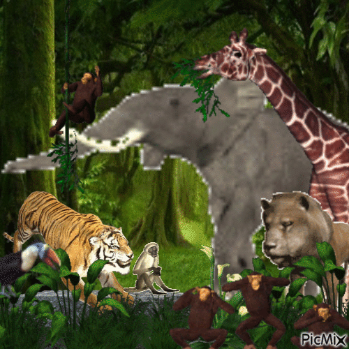 Jungle Adventure - Animovaný GIF zadarmo