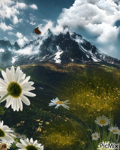 Margarits de montaña - Ingyenes animált GIF