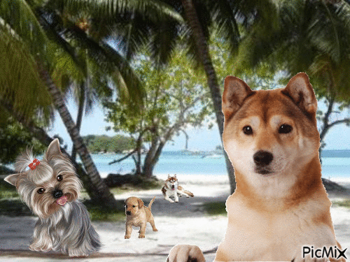 la plage aux chiens - GIF animado gratis