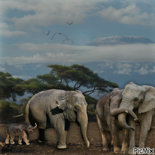 Eléphant en famille - GIF animado grátis