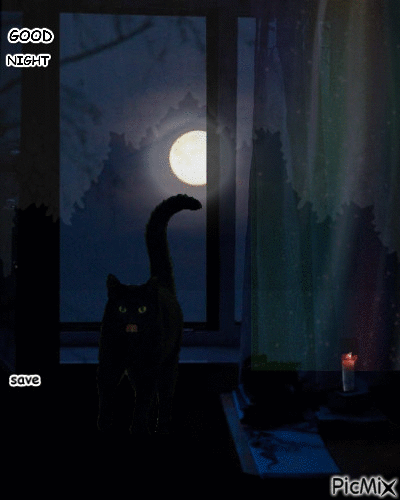 cat good night - Gratis animeret GIF