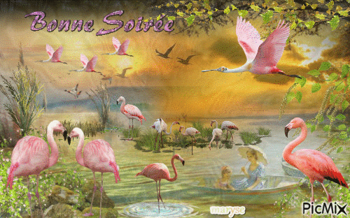 les flamands roses - Free animated GIF