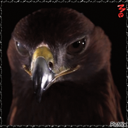 Me. The eagle - Zdarma animovaný GIF