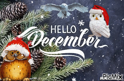 hello december owl - GIF animado gratis