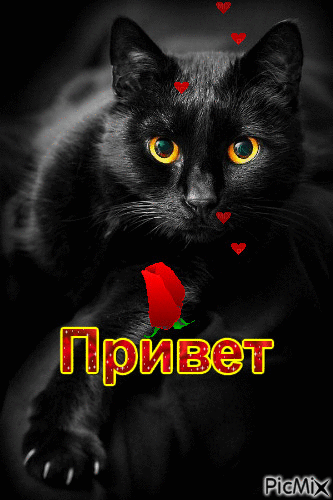 черная кошка - GIF เคลื่อนไหวฟรี