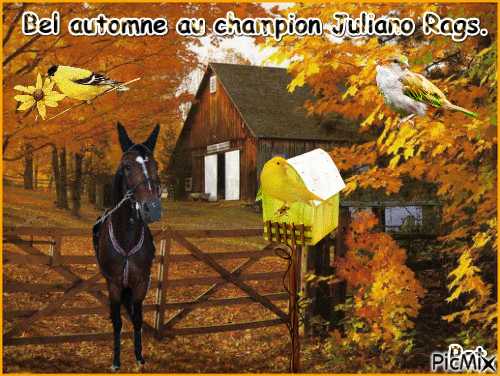 Le champion Juliano Rags. - GIF animado gratis