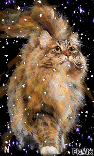 звездный кот - GIF animasi gratis
