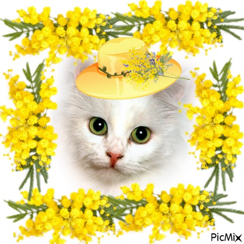 chat blanc et mimosa - PNG gratuit