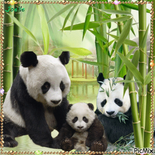 Douceur panda - Gratis animeret GIF