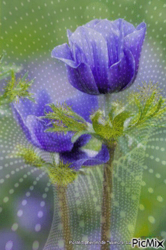 abstract flower - Gratis geanimeerde GIF