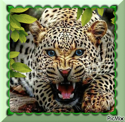 Jaguar - GIF animado grátis