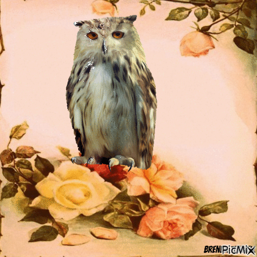 welcome owl - Nemokamas animacinis gif