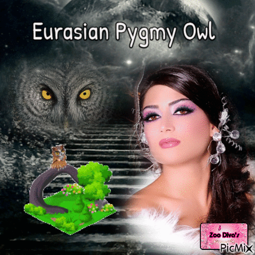 Eurasian pygmy owl - GIF animado gratis