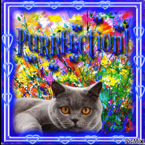 Cat portrait - 無料のアニメーション GIF
