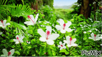 flores - Ilmainen animoitu GIF