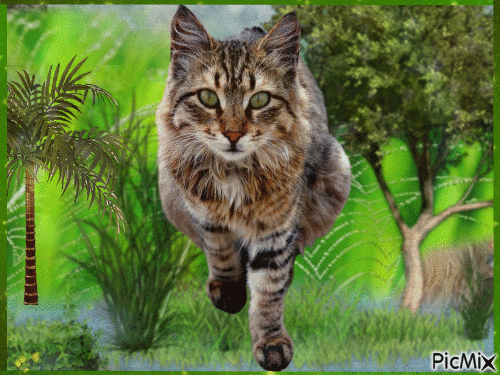 Amazing Cat - Ingyenes animált GIF