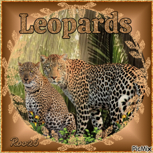 Leopards - Free animated GIF