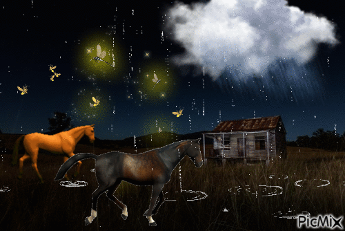 Wild Horses and Rain - Darmowy animowany GIF