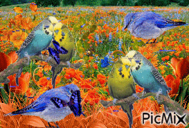 LOVE BIRDS, BLUE BIRDS, BLUE BUTTERFLIES, AND ORANGE AND BLUE FLOWERS. - Nemokamas animacinis gif