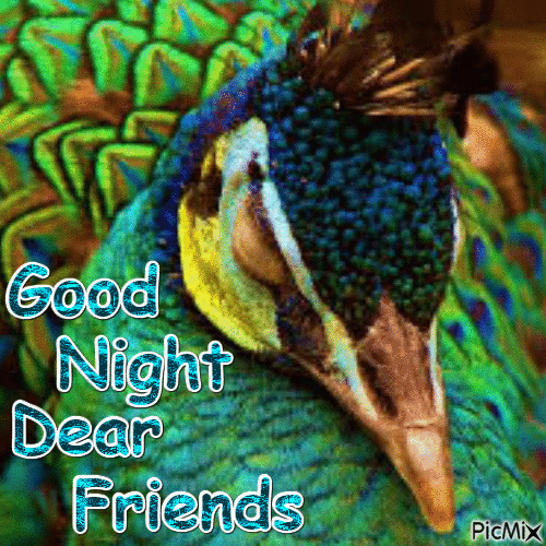 Good Night Dear Friends Peacock - Animovaný GIF zadarmo