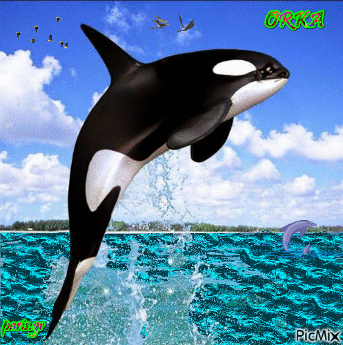 orka - Gratis animeret GIF