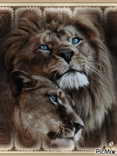 The love of the Lion - Free animated GIF