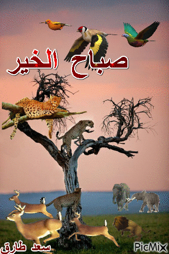 صباحكم سعيد - GIF animasi gratis