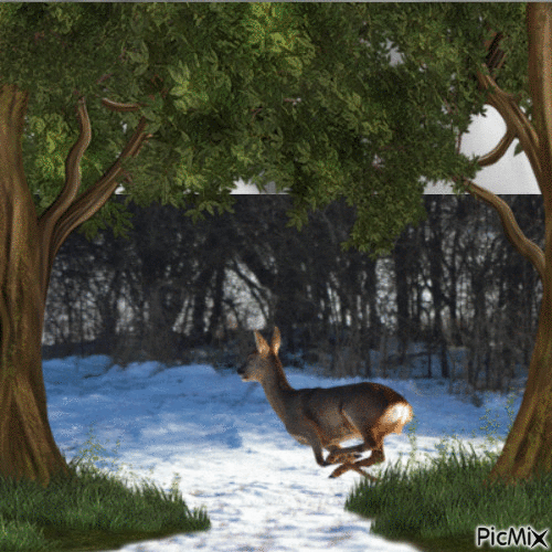 en forêt - Animovaný GIF zadarmo