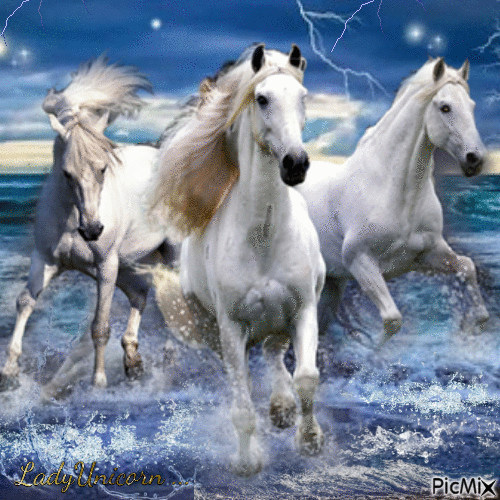 Wild White Horses - GIF animé gratuit