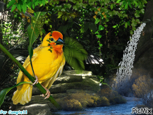 Paradis Tropical - Безплатен анимиран GIF