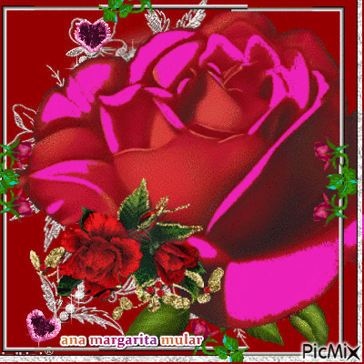 bella  rosa - Besplatni animirani GIF