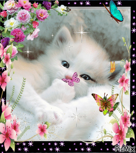 le petit chat blanc - GIF animé gratuit - PicMix