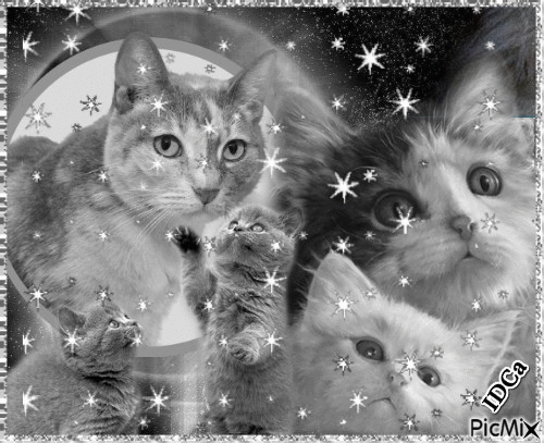 Bonne nuit les chats - Ingyenes animált GIF