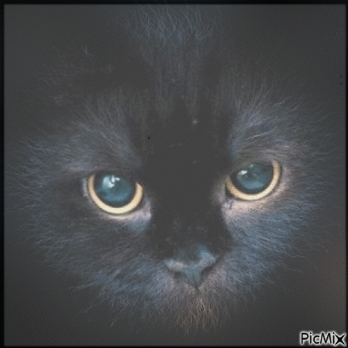 adorable chat noir - GIF animado gratis