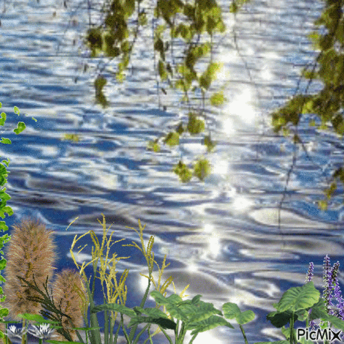 Water plants - Gratis animerad GIF