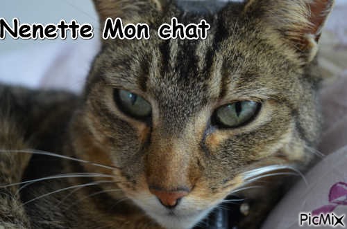 Nenette mon chat - фрее пнг